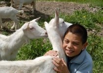 child-goats